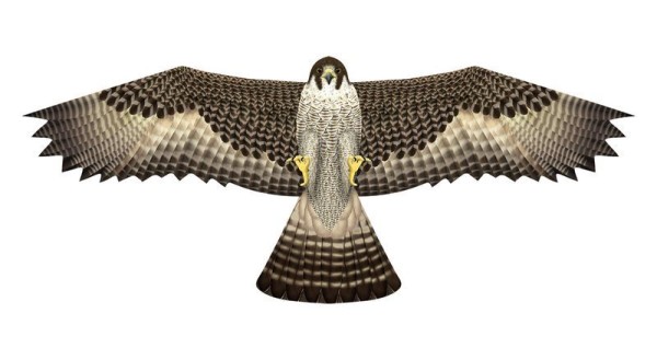 Falke Drachen - X-Kites Birds of Prey